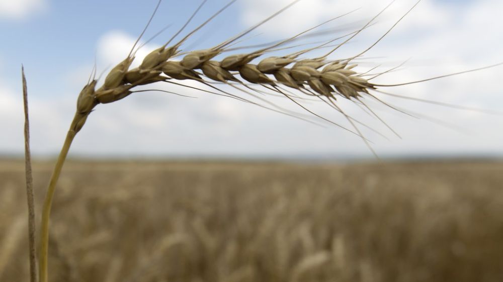 ����� ��������� ����������: ��� �������� �� �������� ������?