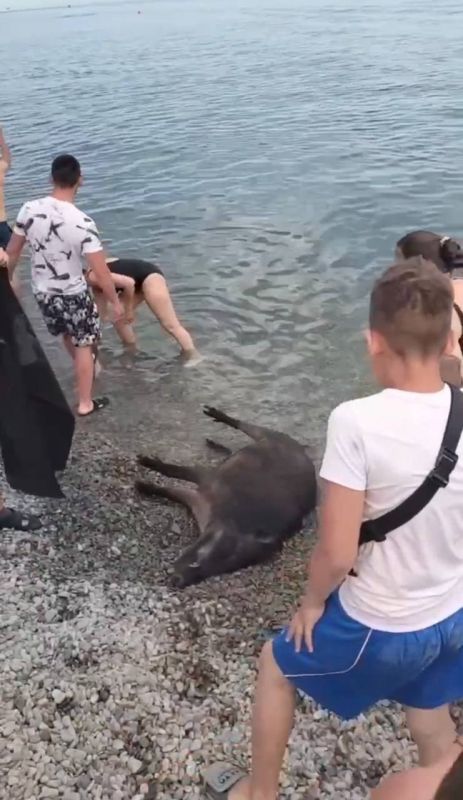 ���������� �������� �������� ���������� � ����������� �� ��������� ����� ���� ������, ����� ���������� ����� ���������� �� ��������� ���. �� ���� �������� Telegram-����� ������ � �������