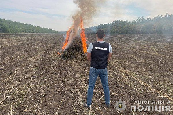 Нацполиция Украины нашла и уничтожила плантацию конопли в 10 футбольных полей