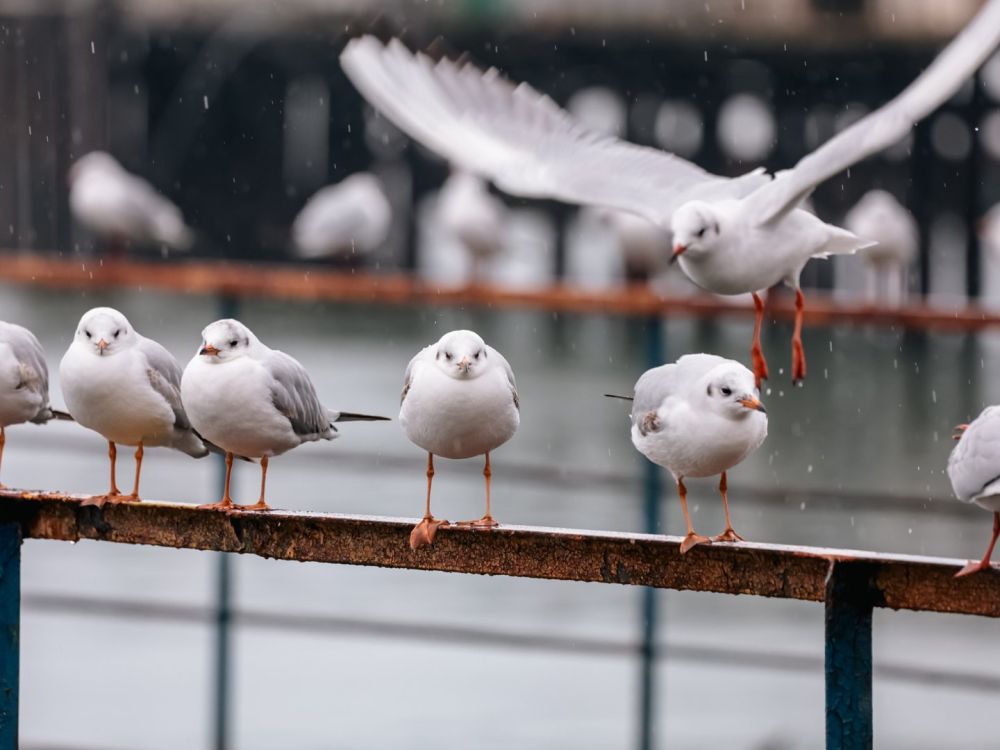 NYT: � ����� ���������, ��� ���� ������ �������� ������