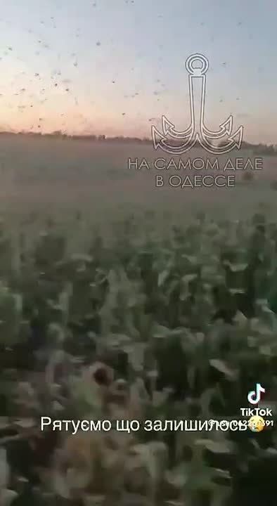   :     