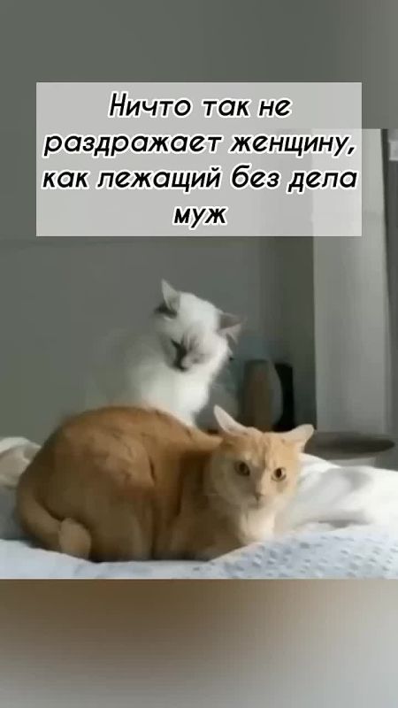 ,     ,      