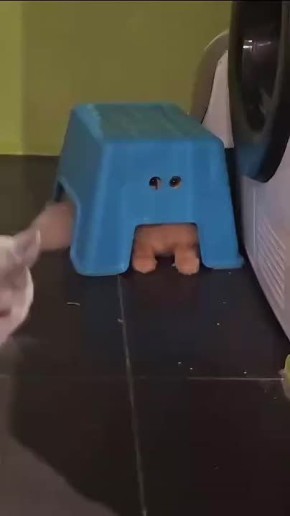  TikTok  ,   