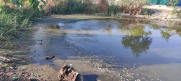 В Вилковом зафиксированы опасные изменения в воде