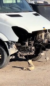 В Одессе заметили пушистого автомеханика