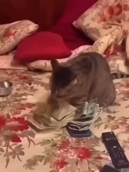  , . ,     -