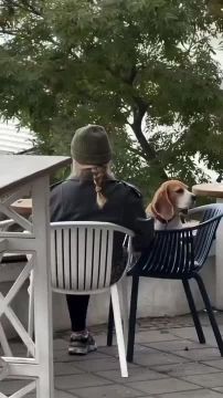 В одном из Одесских кафе заметили пса, который уютно устроился за столиком