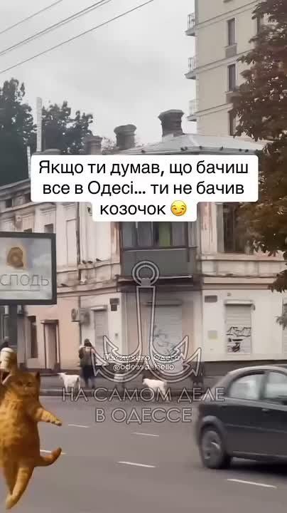 Постепенное превращение нашего любимого Города в хутор! Снос памятников, суржик в общении, украинские граффити на стенах домов, козы на улицах!!
