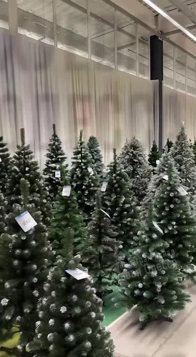 В одесский «Эпицентр» завезли новогодние елочки