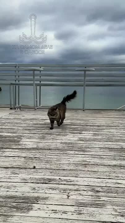 ������-���� ������ ����. �������� ����������