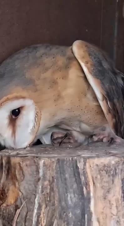 ������ ����-������ ������ � �������� �������