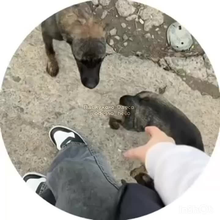 Одесские щенки остались без будки после поджога