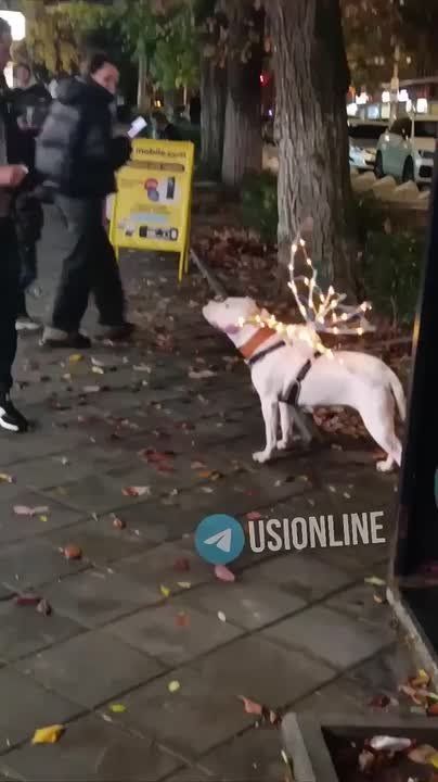 � ������ ������� �����-�������