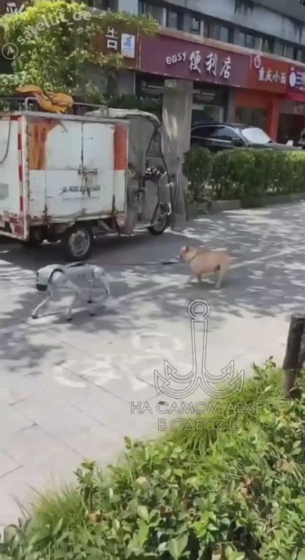 Представьте: парк, прогулка, но вместо человека на поводке — робот