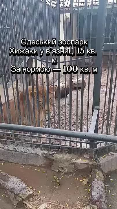 В Одесском зоопарке насилуют царей зверей