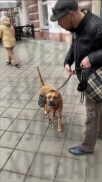 Агрессивный мужчина разгуливает с собакой без намордника у Горсада