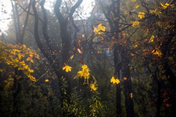 Впереди пасмурные и дождливые дни