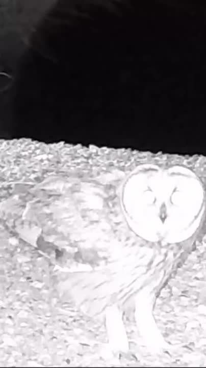 Редкая болотная сова обитает на Тузловских лиманах