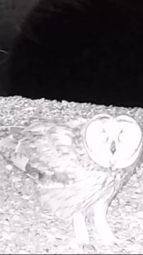 Редкая болотная сова обитает на Тузловских лиманах