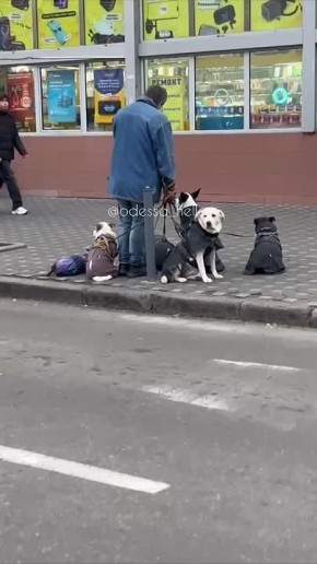 Милота дня: одессит вышел на прогулку со своими пятью собачками