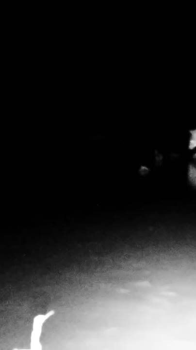 Шакал, разгуливающий по воде, попал на камеры в Одесской области