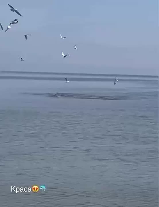 Дельфины выплыли на одесское побережье на прощание
