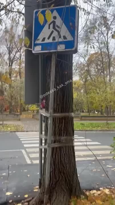В Одессе дорожные знаки обмотали скотчем вокруг дерева