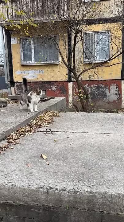 Одесскую кошечку вам в ленту для поднятия мимишности