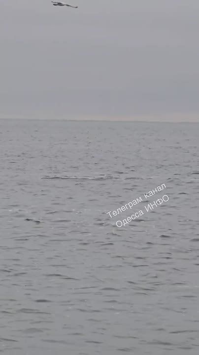 В море у Одессы море дельфинов