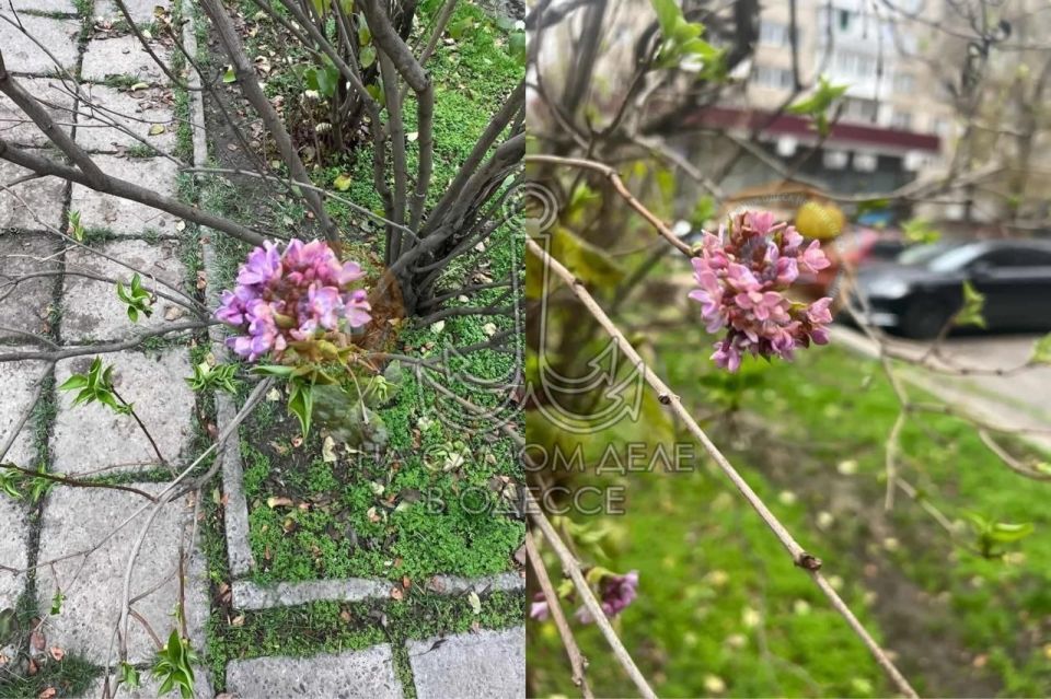 �������� ���� ������ ������� ��� �������