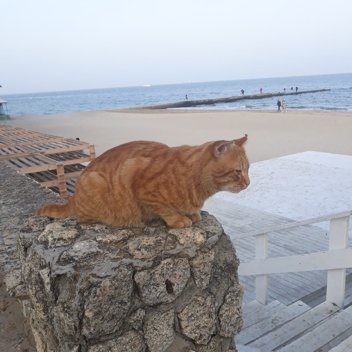 Доброе утро, Одесса!. Температура: минимальная температура составит +3 градусов, в течение дня воздух прогреется до +4. Ощущаться будет в диапазоне от -1 до -4. Ветер: по прогнозам синоптиков, ветер будет достигать скорости...