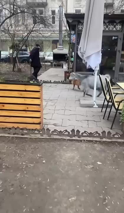 Коз и собак в центре Одессы всё больше
