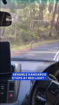 Не олень. Некоторым автомобилистам (и не только) стоило бы поучиться у этого кенгуру! На дороге в Австралии на видео попался кенгуру, неукоснительно соблюдающий правила дорожного движения: он прилежно остановился на...