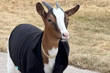 ��������� � ������ �������� ���� ���� ��� � ������ � �������� ���