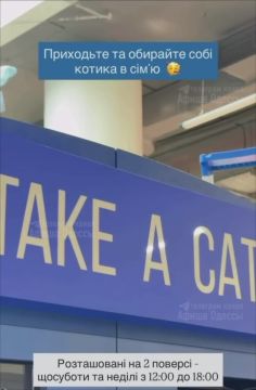 В Одессе появился автомат с живыми котиками