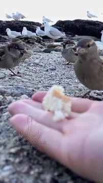 Одесса-мама, мирных снов. — Изя, слушай маму и привыкай соображать! Если тебе нравится Роза — терять время нельзя: женщины не молодеют, они становятся умнее