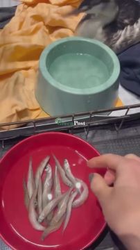 Спасенная Одесская птичка начала сама есть рыбку