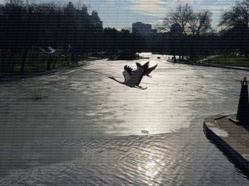 В Парке Победы пруд покрылся льдом