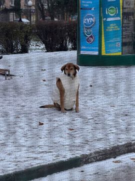 В Одессе бездомному пёсику сделали подарок