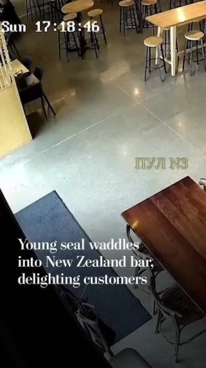 Милота из Новой Зеландии. На Южном острове в бар наведался необычный посетитель — молоденький морской котик