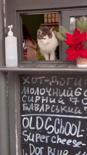 Таки да, Одесса-мама проснулась