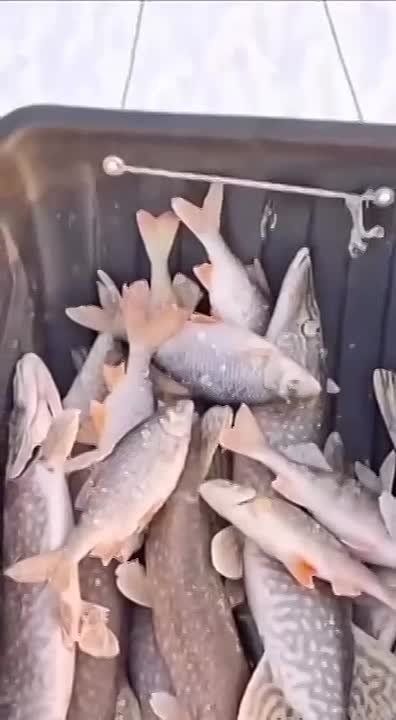 ������� ������ ��-��������