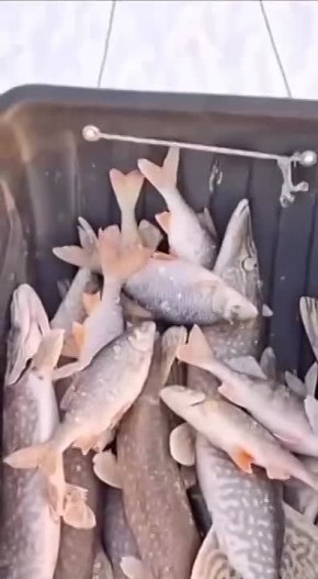 ������� ������ ��-��������