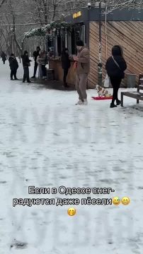 Пёсель в Одессе радуется зиме