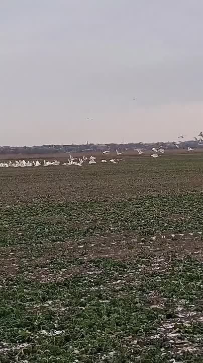 � �������� ������� �������� �������, ���������� � ������� �����