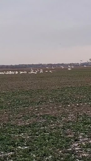 � �������� ������� �������� �������, ���������� � ������� �����