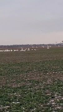 � �������� ������� �������� �������, ���������� � ������� �����