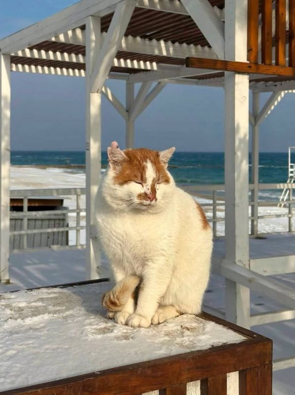 � ������ �������� ����� �������� ��������� �����������