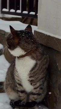 Зимнего одесского котика вам в ленту