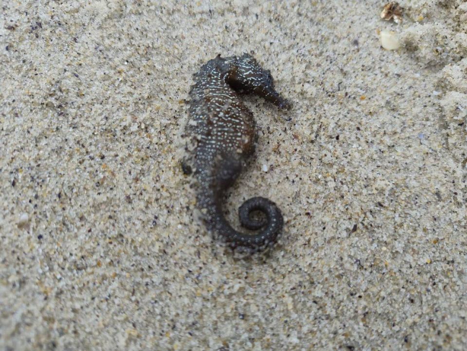 Стала известна причина гибели морских коньков в Одессе